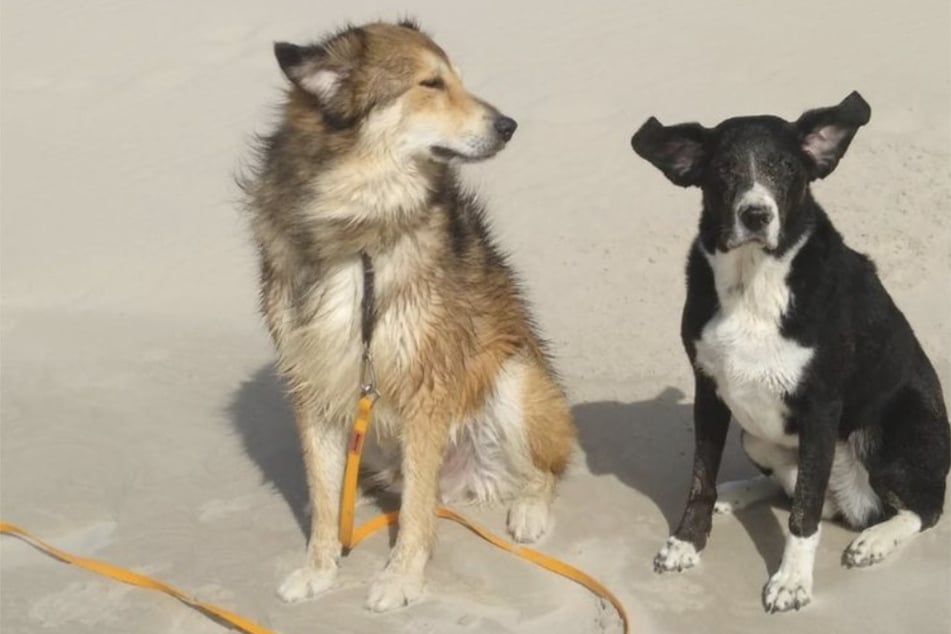 Am Strand kann es sich Michi (l.) mit seiner Hundeschwester nun richtig gut gehen lassen.