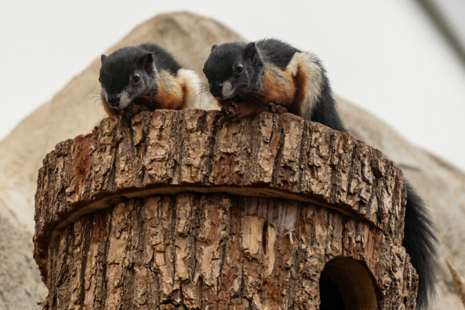 Die beiden Prevost-Hörnchen haben am 29. August im Kölner Zoo das Licht der Welt erblickt.