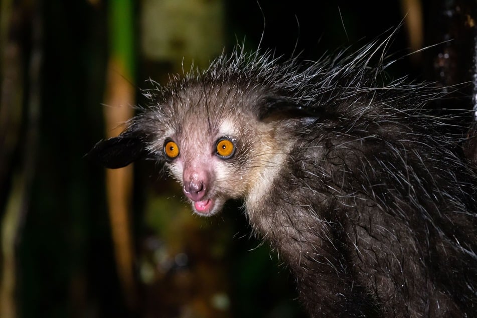 The aye-aye is known as the world's largest nocturnal primate (stock image).