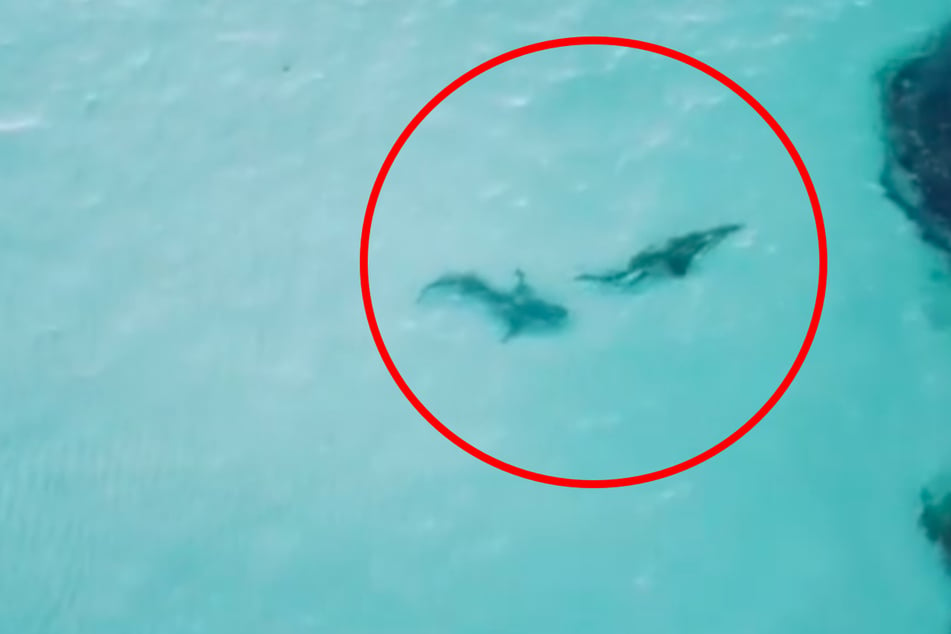 Hai trifft auf Krokodil: Diese spannenden Szenen spielten sich auf den Wessel Islands ab.