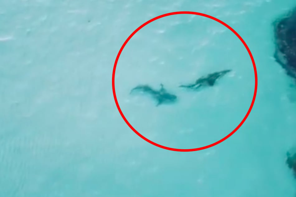 Shark meets crocodile: these exciting scenes took place near the Wessel Islands in Australia.