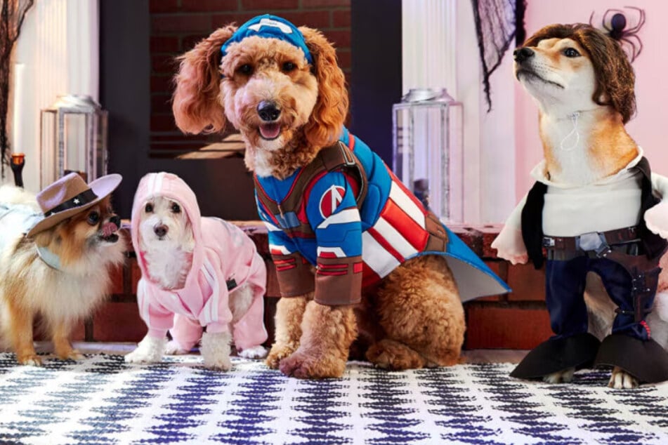 Dress up your furry friend with amazing pet costumes this season