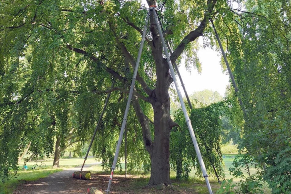 Die Sicherung ist höhenverstellbar und genau an den Baum angepasst.