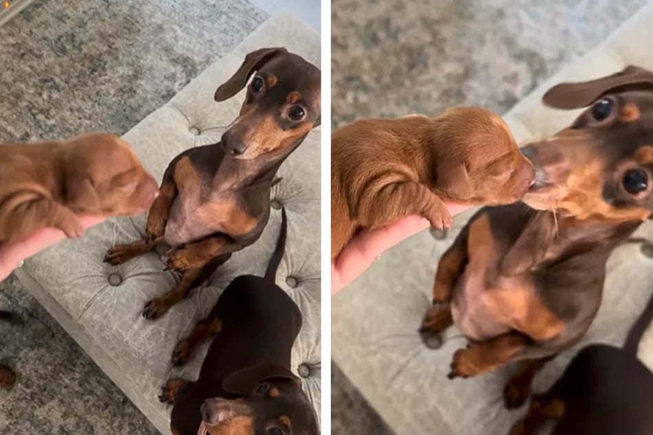 This doggy dad has the most adorable reaction to meeting his newborn puppy.