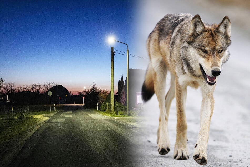 Wölfe: Alles menschenleer: Kommt jetzt der Wolf in die Stadt?