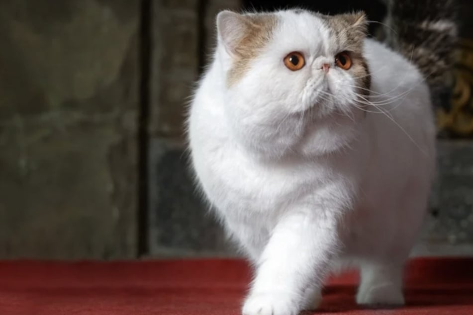 Maltrato animal? Niños lanzan un gato sobre una valla