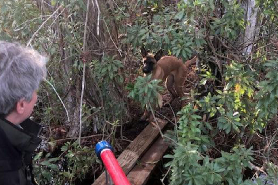 The dog knew it was in great danger.