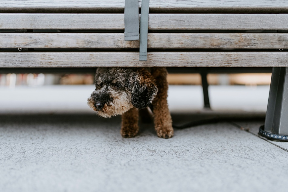 When a dog enters a new house it will be curious and a little anxious.