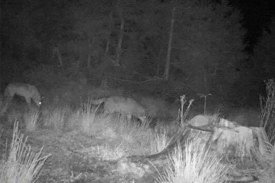 Eine Wildkamera filmte zwei Wölfe bei einem nächtlichen Streifzug.