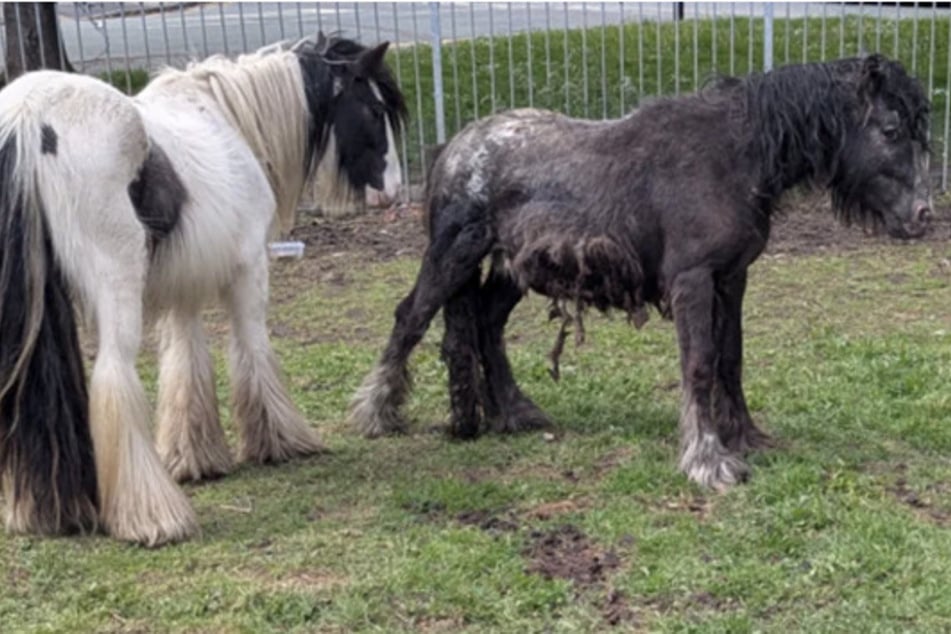 Mithilfe der Retter konnte das Pony unversehrt befreit werden.