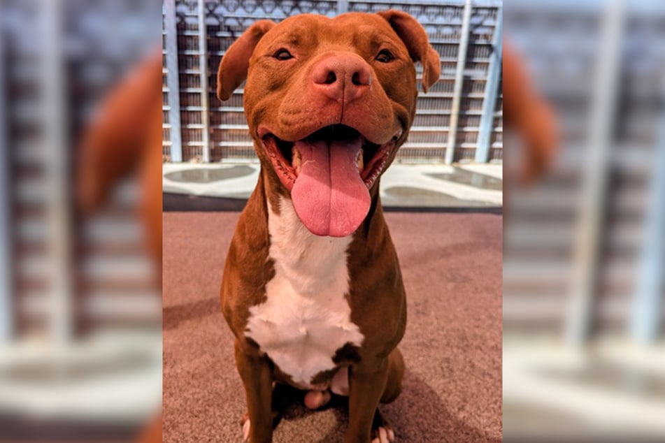 Pitbull-Rüde Hector ist schätzungsweise Ende 2024 oder Anfang 2025 geboren und damit etwa eineinhalb Jahre alt.