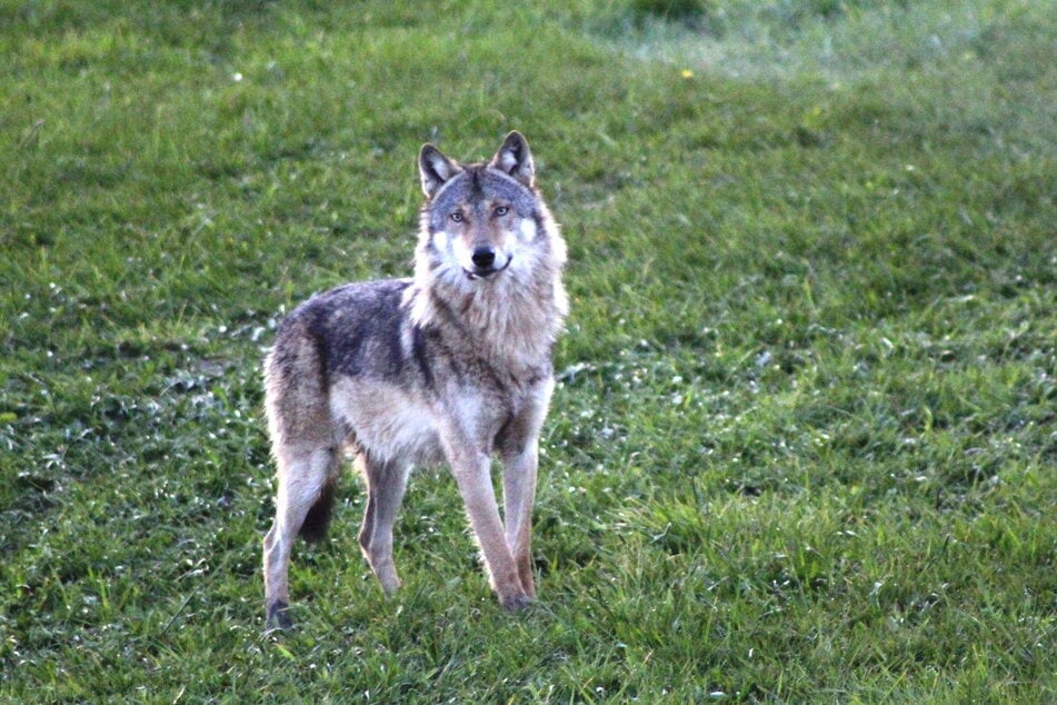 Ein Wolf aus dem Harte-Rudel. Fraß er schon zwei Schafe?