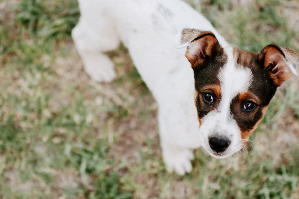 Hund mehrfach von Mann gegen Auto geschlagen? Kleiner Vierbeiner schwer verletzt in Klinik gebracht