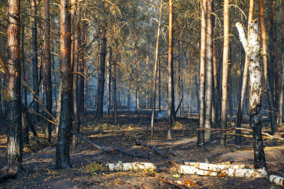 Der Brand hat viel Unterholz zerstört. Immer wieder flammen Glutnester auf.