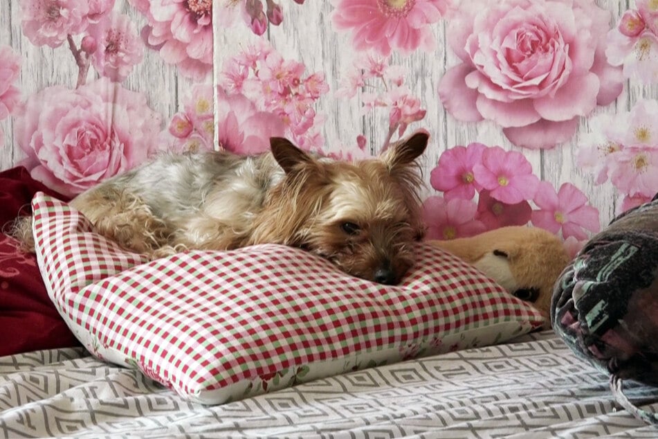 Gino wurde stolze zwölf Jahre alt.