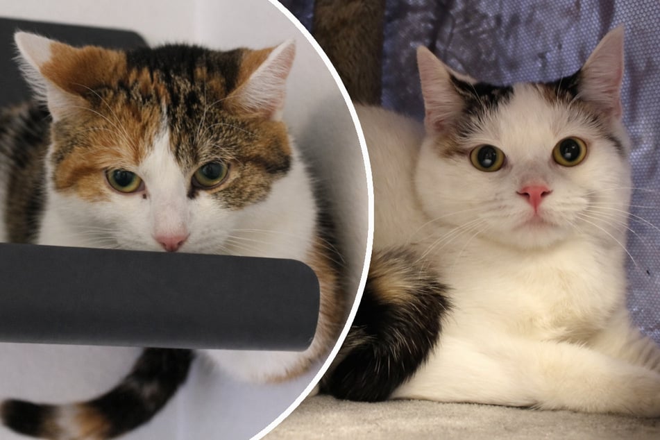 Die Katzen Lydia (l.) und Lele suchen ein gemeinsames Zuhause bei einfühlsamen Menschen.