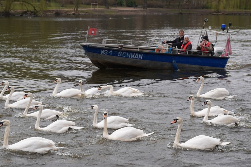 Schwanenvater Olaf Nieß (l) und seine Mitarbeiter begleiteten mit Booten die Alsterschwäne in Richtung Außenalster.