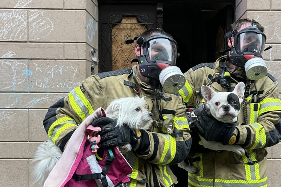 Feuer in Mehrfamilienhaus: Sechs Verletzte, Haustiere gerettet