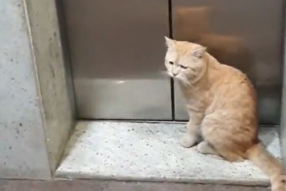 This cat waits nicely in front of the elevator doors, but why?