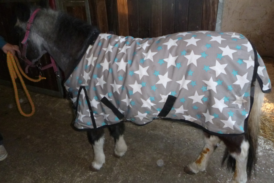 Das Pony erlitt mehrere Schnitte an den Hinterläufen.