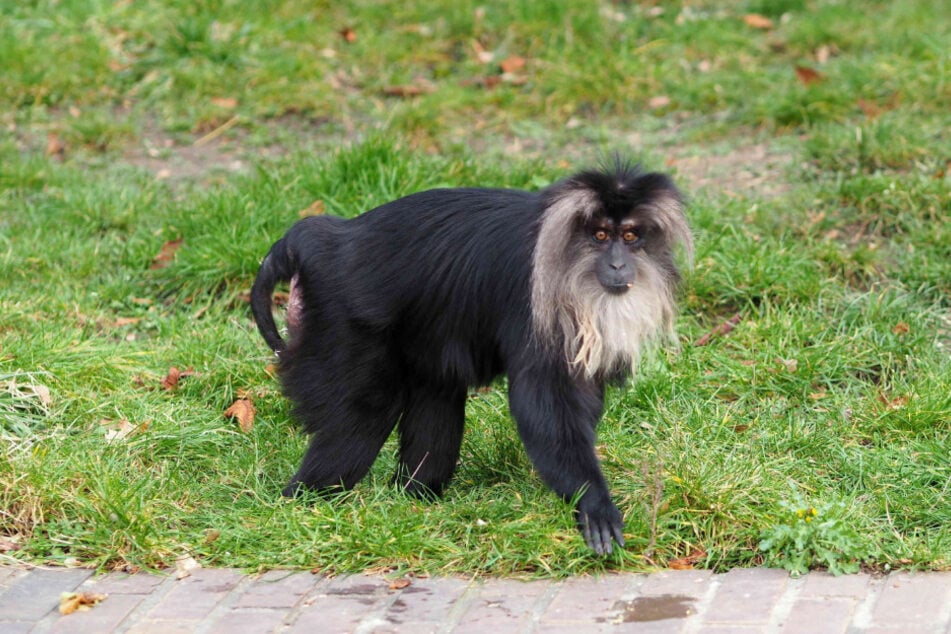 Bartaffenweibchen Ruma ist wieder glücklich in ihrem Zuhause im Leipziger Zoo.