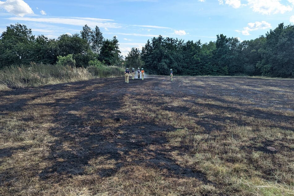In Dresden-Leuben ist eine Wiesenfläche von Flammen zerstört worden.