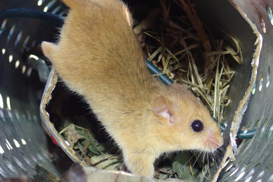 Im Stiftungsland Wentorfer Lohe soll die Haselmaus nun ihr zu Hause finden. (Symbolbild)