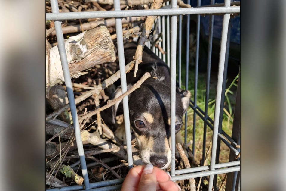 Die Tierschützer kümmern sich um die ausgesetzte Hündin.