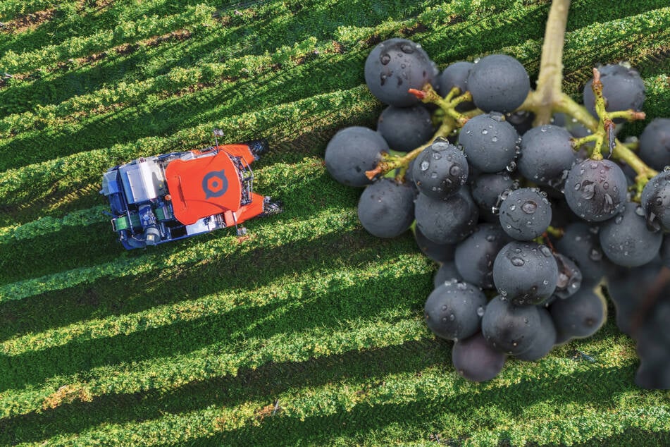 Bauern sind optimistisch: Weinlese soll ein Erfolg werden