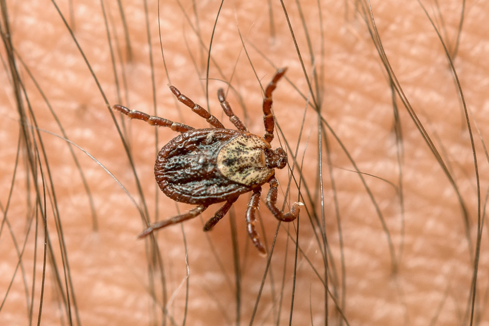 Die Zecke ist einer der unbeliebtesten Parasiten. Ihr Stich überträgt Viren- und Bakterien.