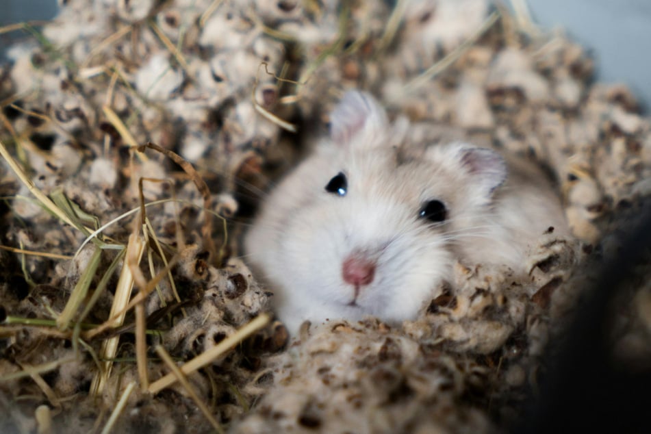 Können Hamster frieren? Die unterschätzte Kältegefahr!