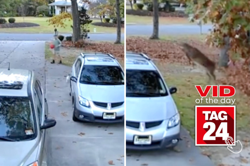 viral videos: Viral Video of the Day for November 6, 2023: Deer caught jumping over car obstacle course in man's driveway!