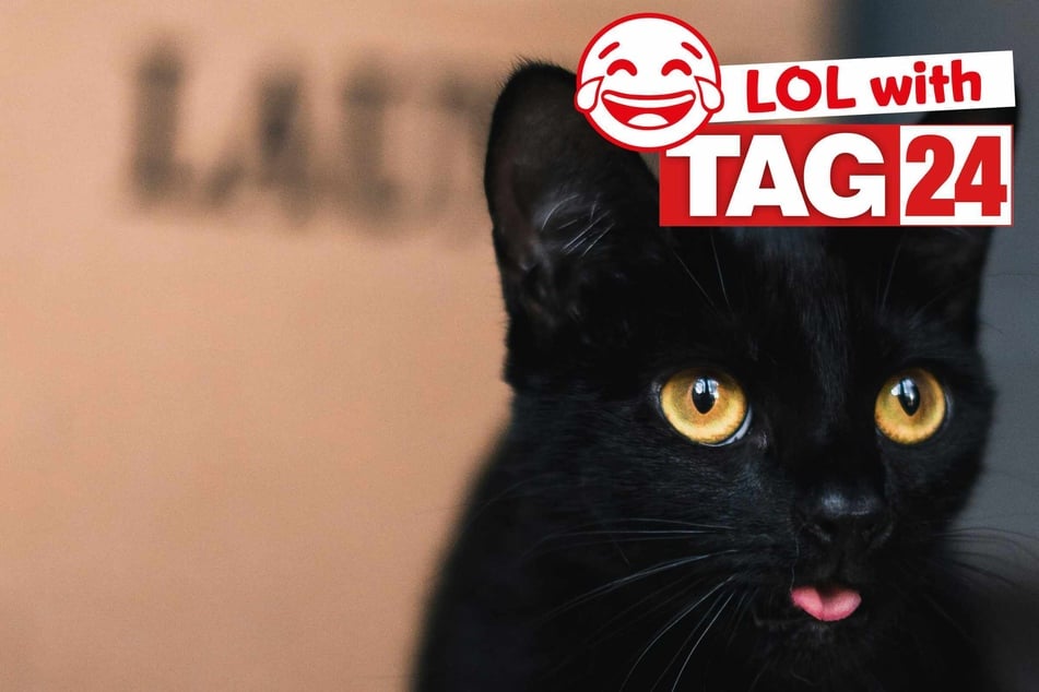 Joke of the Day for October 25, 2025: A black cat funny for Caturday