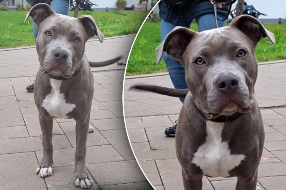 ¡Qué crueldad! Una perrita joven abandonada, y apenas tiene unos pocos meses.