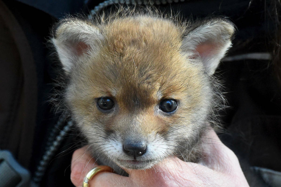 Ein Jungfuchs sitzt in einem Wildpark auf der Hand des Geschäftsführers. In Berlin kann das Wappentier des Bezirks Reinickendorf auch in freier Wildbahn angetroffen werden.