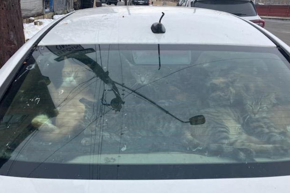 Tierschützer entdeckten in einem Auto in Pennsylvania über 20 Katzen, die in dem Fahrzeug zusammengepfercht leben mussten.