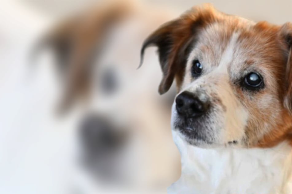 Hunde-Opi Toby sucht die letzte große Liebe: Lässt Du sein Herz noch mal höher schlagen?