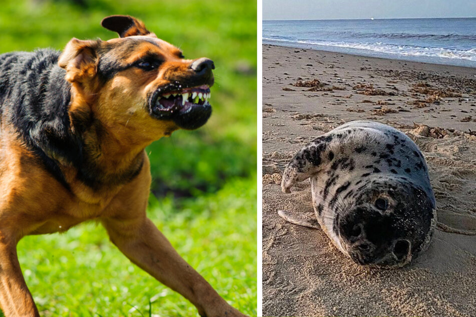 Todes-Drama am Strand: Hunde greifen wehrloses Robbenbaby an