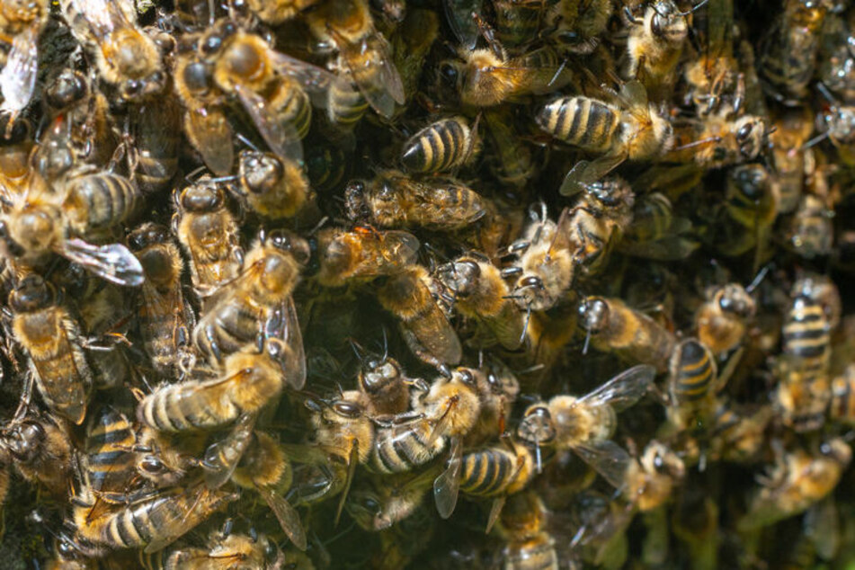 Die Bienen fanden Gefallen an dem Flugzeug und machten es sich unter der Tragfläche bequem. (Symbolbild)
