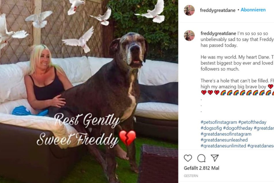 With a touching post, Freddy's owner said goodbye to her beloved pet.