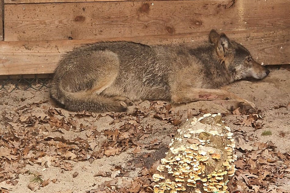 Das Tier landete in einer Auffangstation, wurde am Sonntag aber wieder ausgewildert.