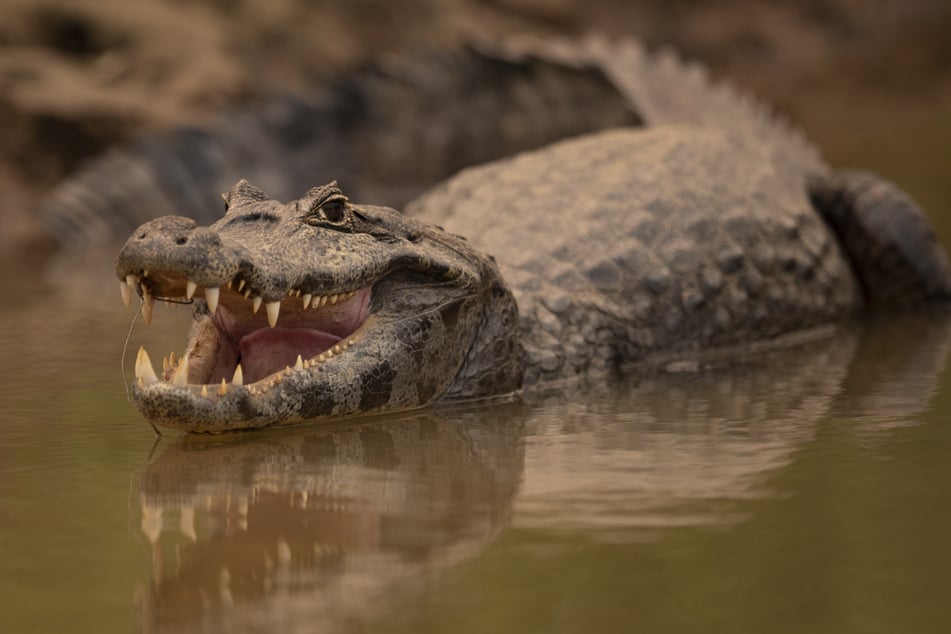 Krokodilangriffe sind eine Gefahr in Mexiko. (Symbolbild)