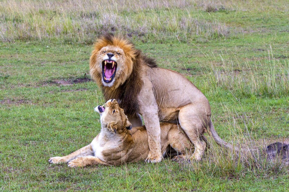 Und immer wieder der Mensch: Löwen fühlen sich bei der Paarung häufig durch Safaris gestört.