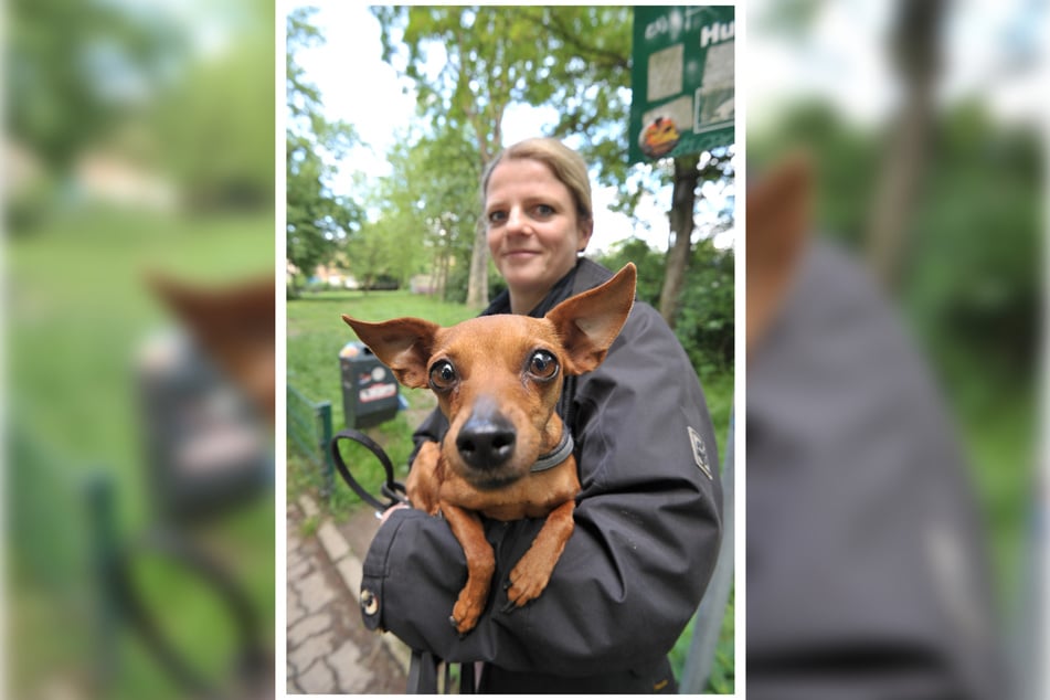 Die Zwergpinscher-Dame Lotte genießt die volle Zuwendung von Susanne Schaper.