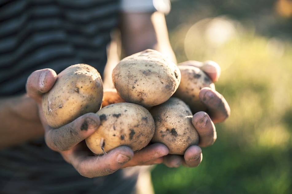 Kartoffeln sind wohl auch des Dresdners liebste Beilage. Auf dem Altmarkt gibt es sie an diesem Wochenende in Hülle und Fülle. (Symbolbild)