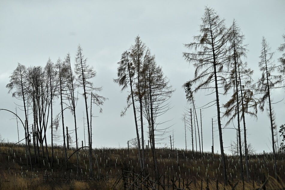 Dauerpatient Thüringer Wald: Wie ist sein Zustand?