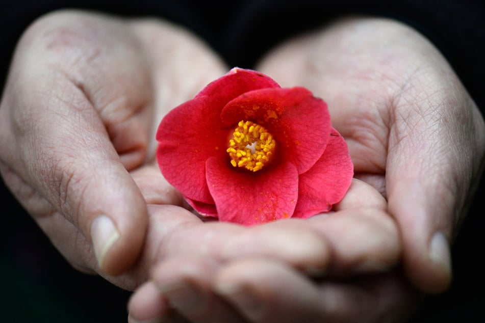 Im Kamelien- und Palmenhaus in Pillnitz können Besucher die berühmte Kamelie bestaunen.