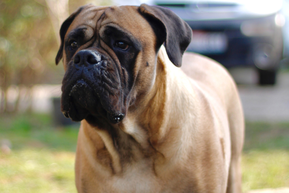 Bullmastiffs have all the troublesome traits of the bulldog and the mastiff.