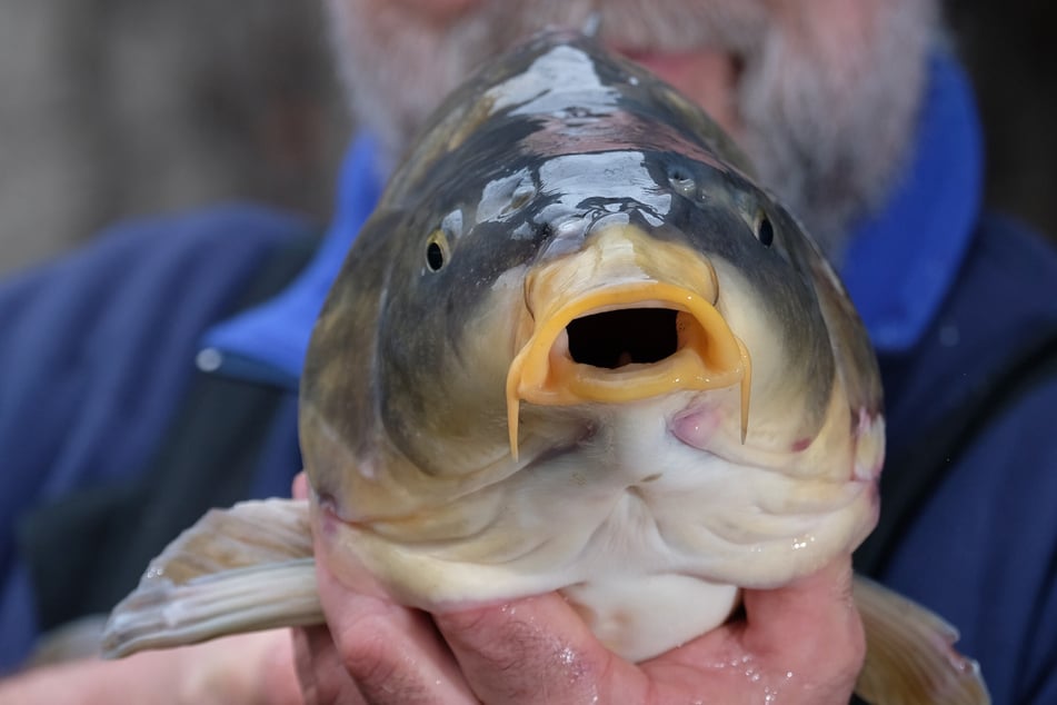 Fisch ist die Spezialität der Fischhalle Nossen und der Fisch-Aue GmbH in Glauchau.