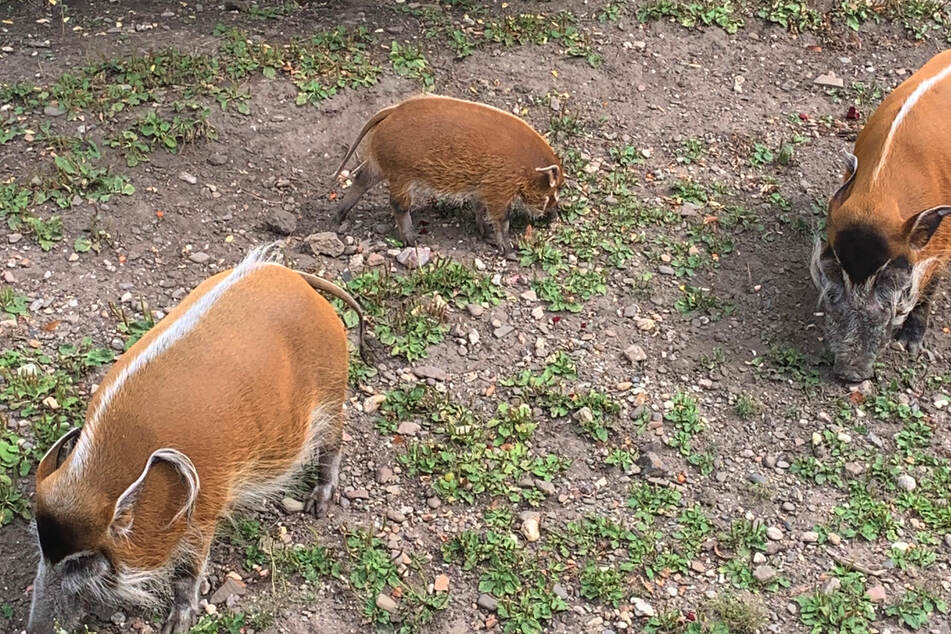 Fast zwei Monate später stellt der Zoo den kleinen Nachwuchs vor.